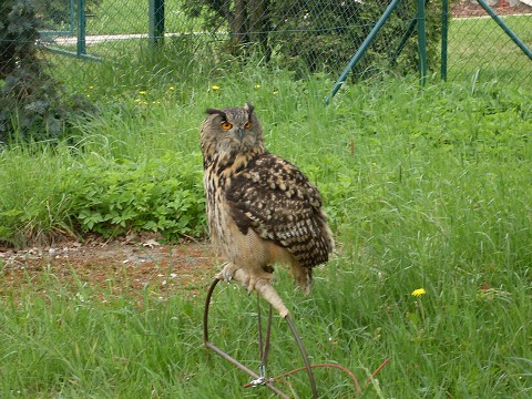 img00003.jpg