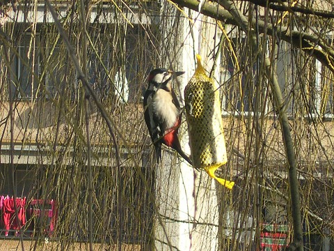 img00042.jpg